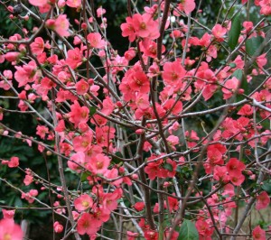 Flowering-Quince