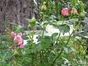 Rose's at Star Gardens