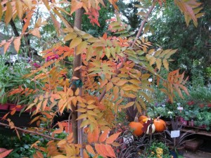 Fall Foliage 