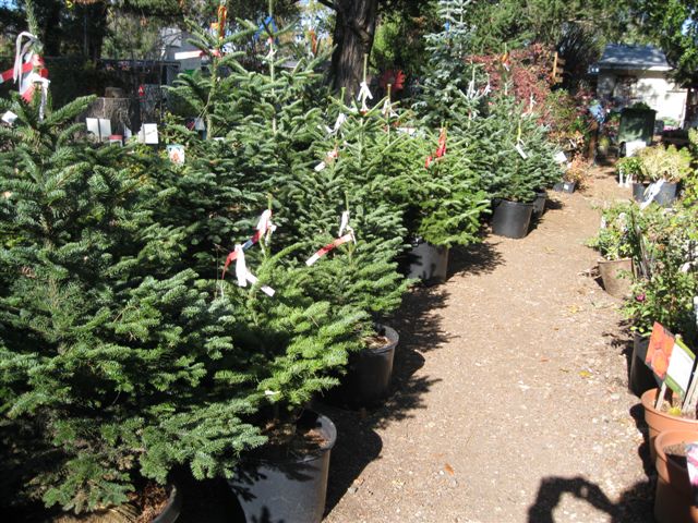 Potted Holiday Trees