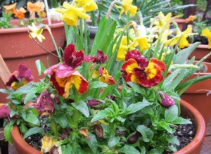 Tetes and pansies