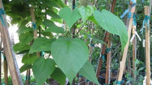 Catalpa leaves