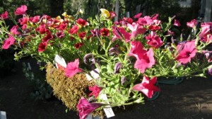 Colorful hanging basket