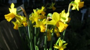 Early Dafs