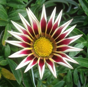 Gazania-hybrids