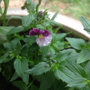 Nemesia-fruticans