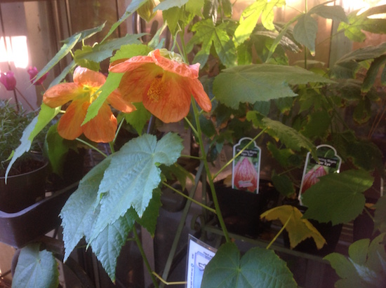 abutilon-hybrids-flowering-maple