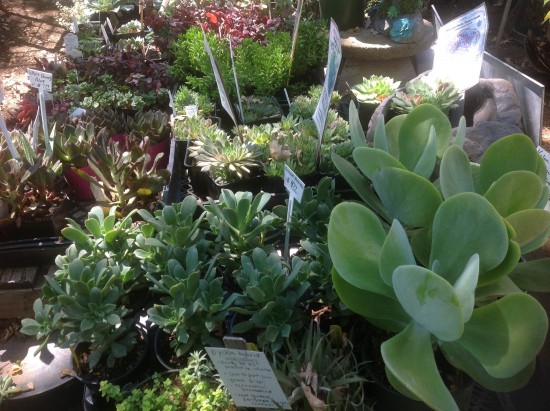 Succulents-at-star-gardens