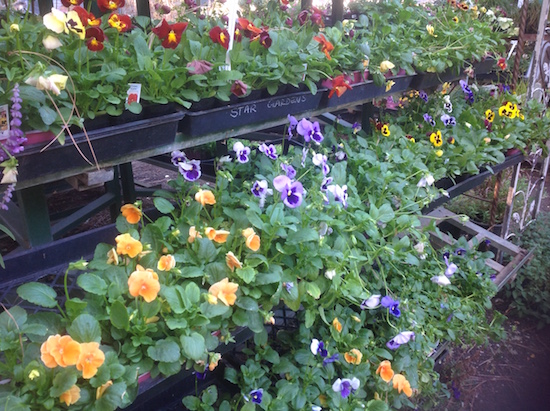 pansies