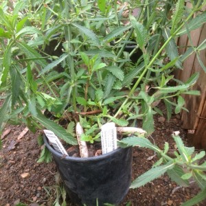 Verbena_bonariensis