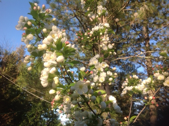 spring-flowers