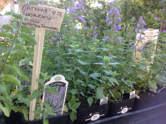 catmint-nepeta