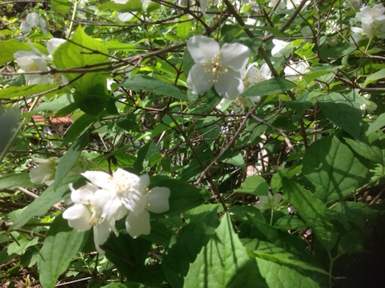 flowering-tree