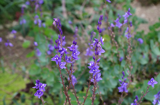 Veronica_perfoliata-flower