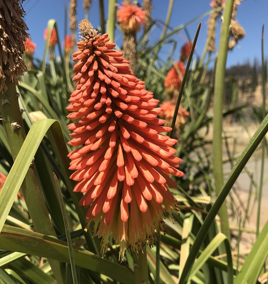 Red-hot-poker