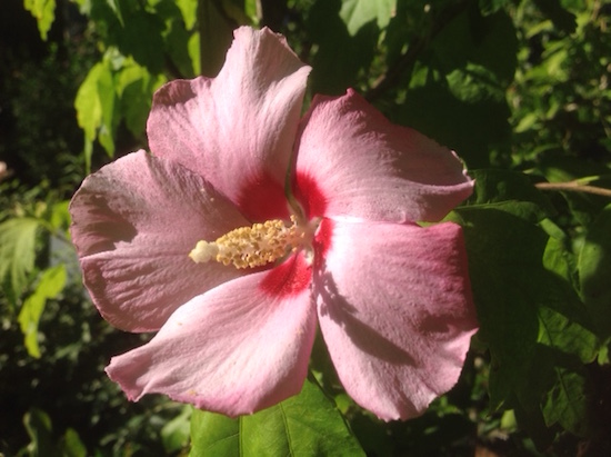 Rose-of-Sharon:Hibiscus