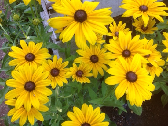 black-eyed-susan