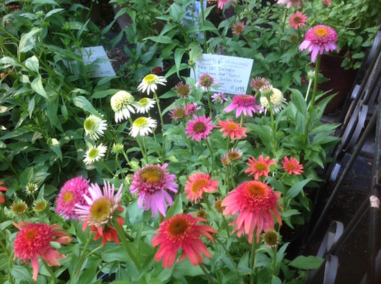 echinacea