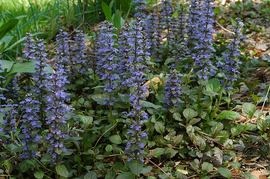 Ajuga-Carpet-Bugle