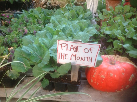 Plant-of-the-Month-Ornamental-Kale-and-Cabbage