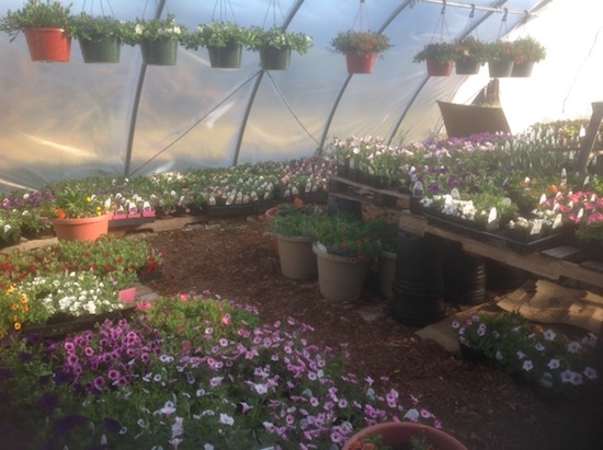 hanging baskets