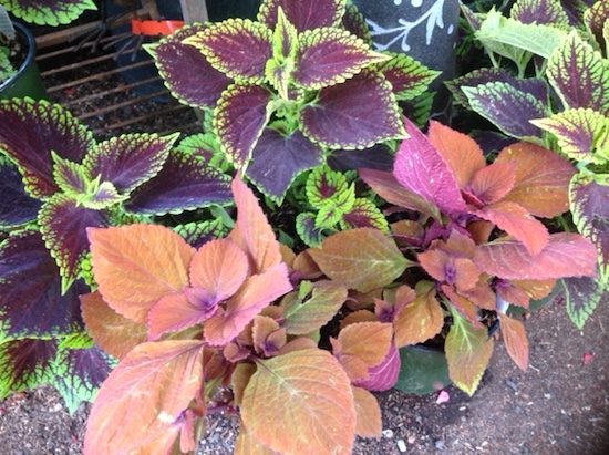 Coleus