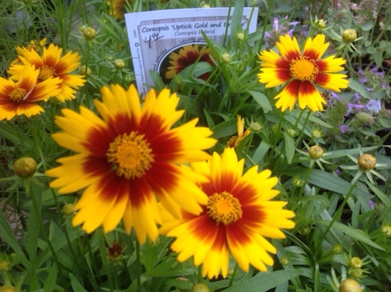 Coreopsis