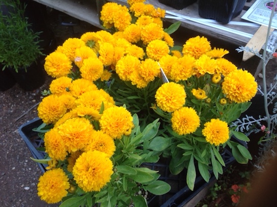 marigolds