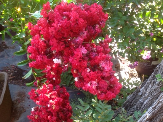 crape-myrtle