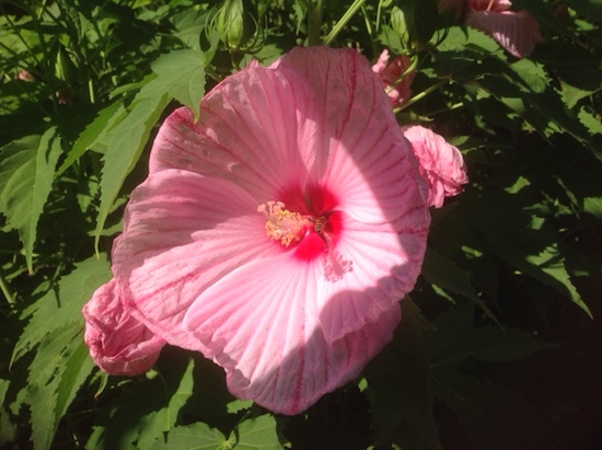 hibiscus