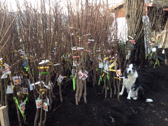 Red June Apple Tree For Sale - 4-5ft Bareroot