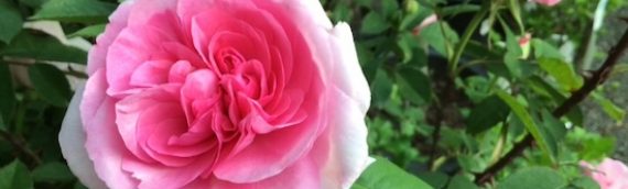 May 2025 Newsletter